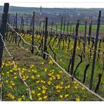 Wildtulpen in einem Weinberg