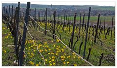 Wildtulpen in einem Weinberg