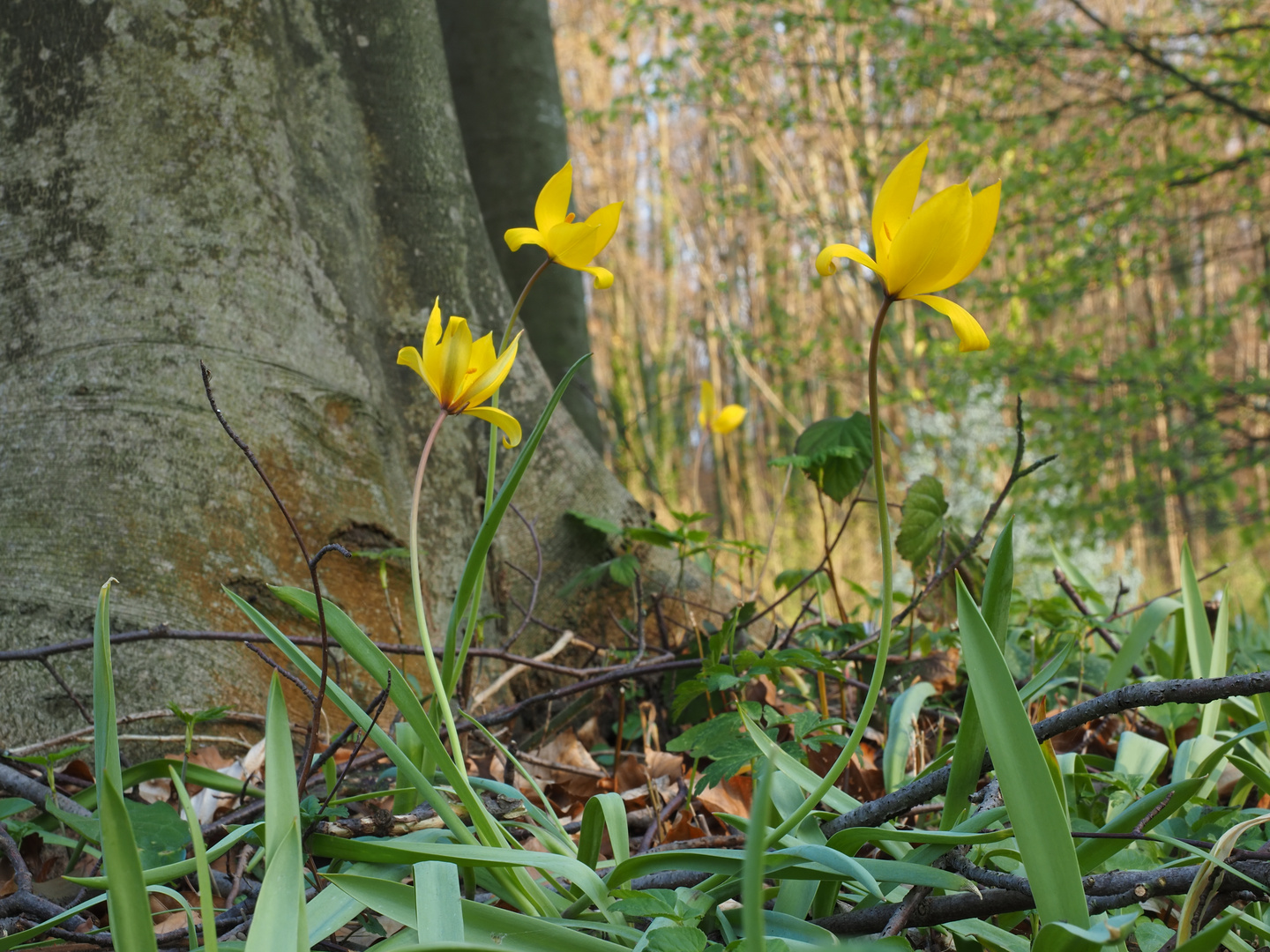 Wildtulpen in freier Wildbahn