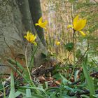 Wildtulpen in freier Wildbahn