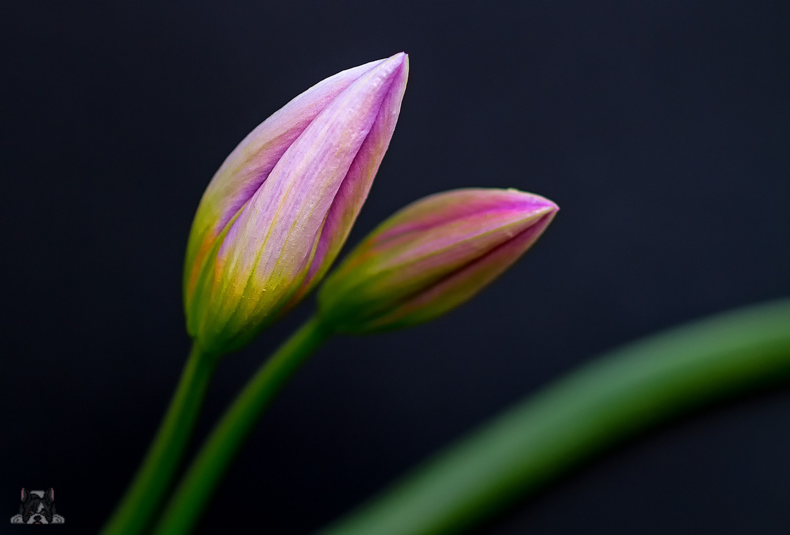 Wildtulpen Lilac Wonder