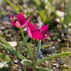 Wildtulpen mit anfliegender Biene