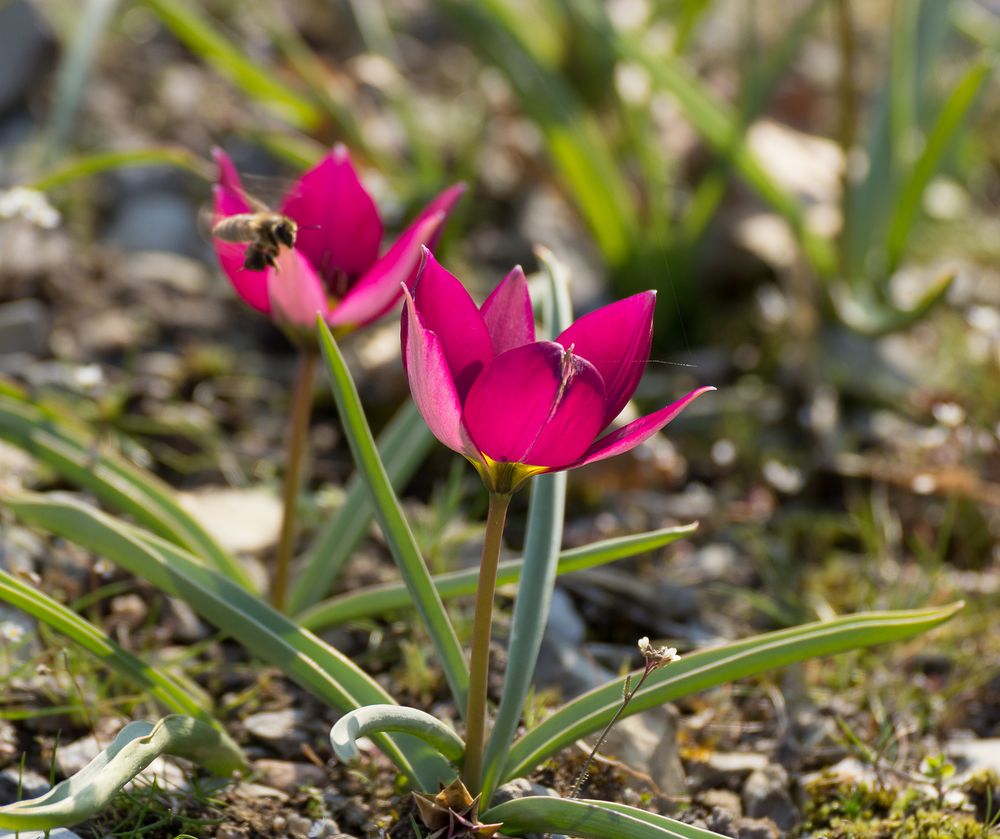 Wildtulpen mit anfliegender Biene