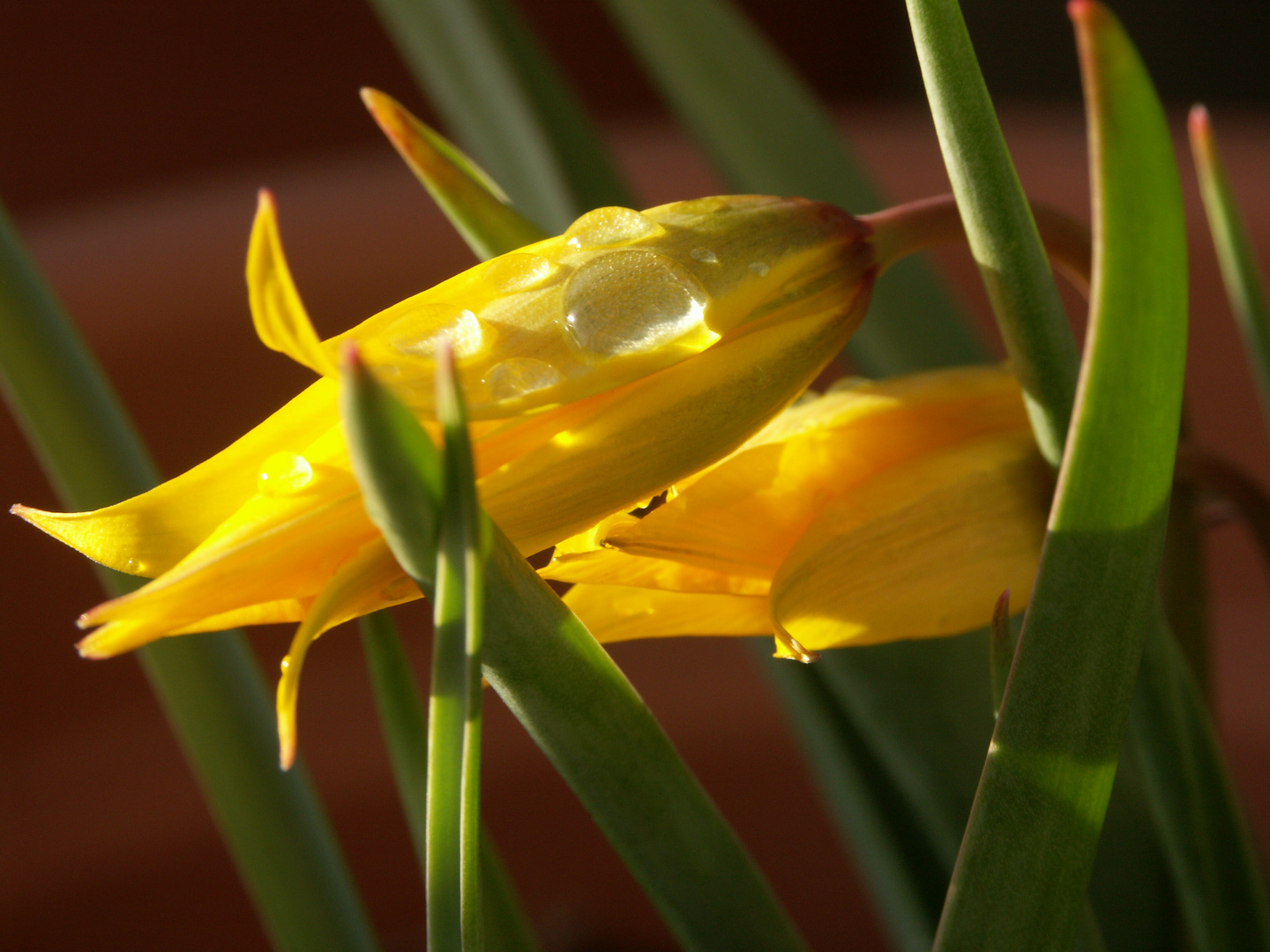 Wildtulpen mit Morgentau