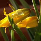 Wildtulpen mit Morgentau