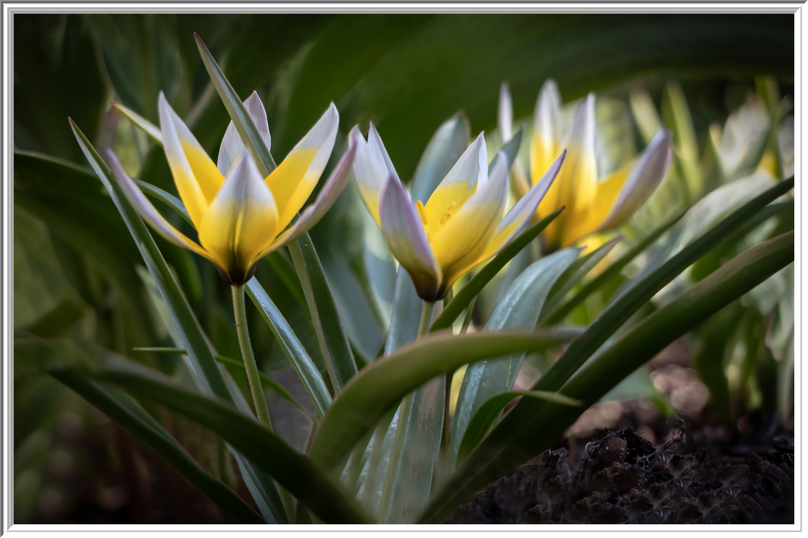 Wildtulpen (Mittwochsblümchen 28.04.2021)