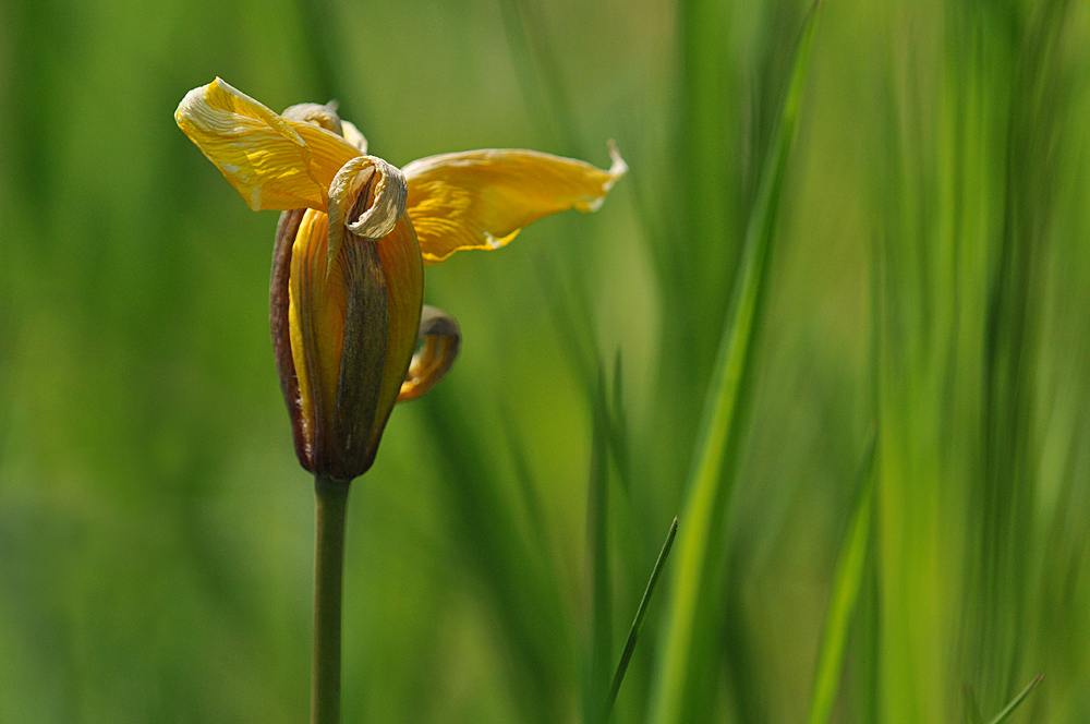 Wildtulpen – Rest – Schönheit 02