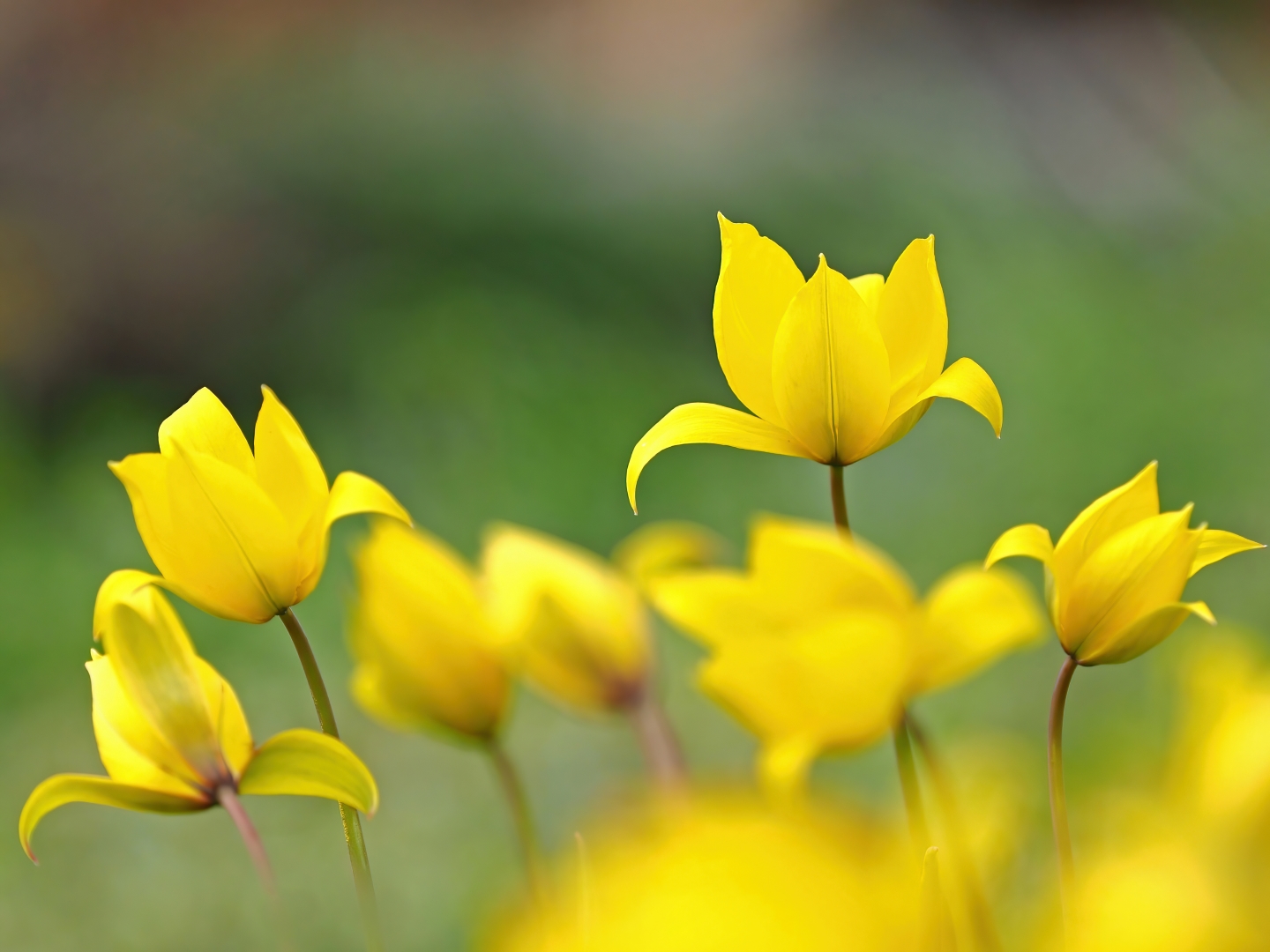 Wildtulpen, Tulipa sylvestris