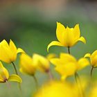 Wildtulpen, Tulipa sylvestris