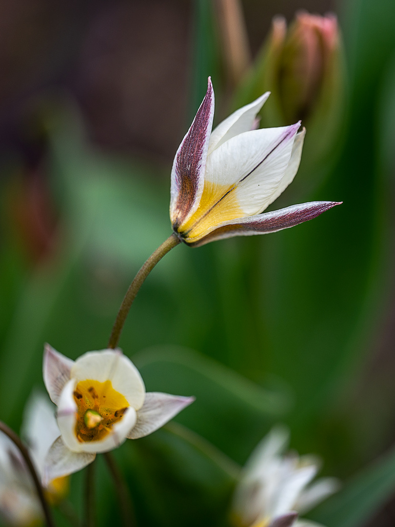 Wildtulpen-weiß