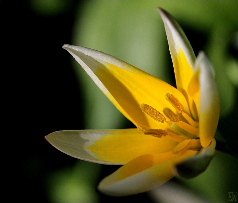 Wildtulpenart 'Tulipa sylvestris'