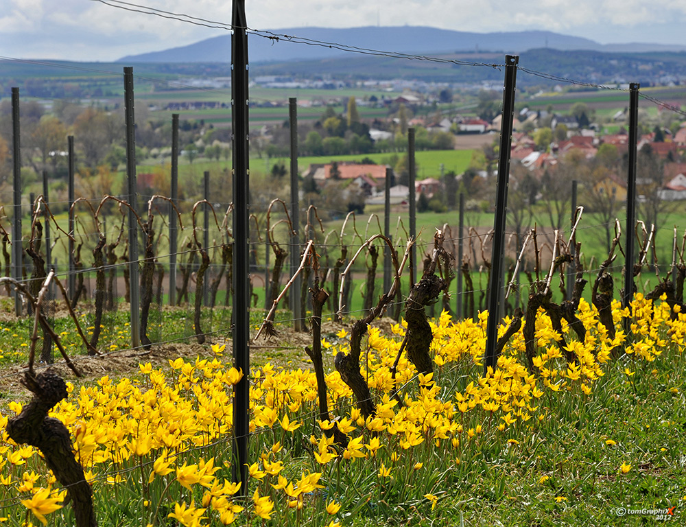 Wildtulpenblüte