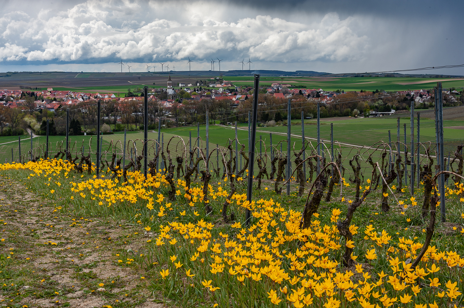 Wildtulpenblüte im April