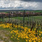 Wildtulpenblüte im April