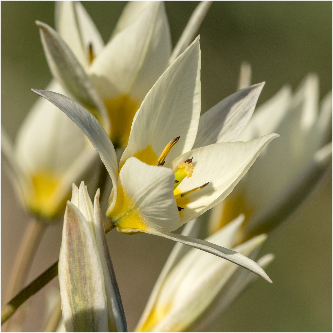 Wildtulpenblüte - Tulipa sylvestris 