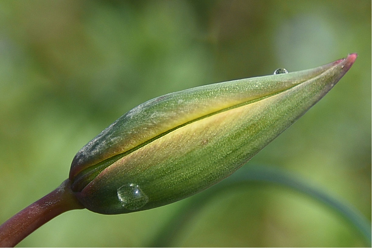 Wildtulpenknospe II