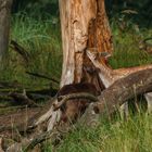 Wildverbiss - Wenn zwei wild verbissen arbeiten ... ?