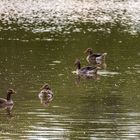 Wildvögel am Haunestausee 