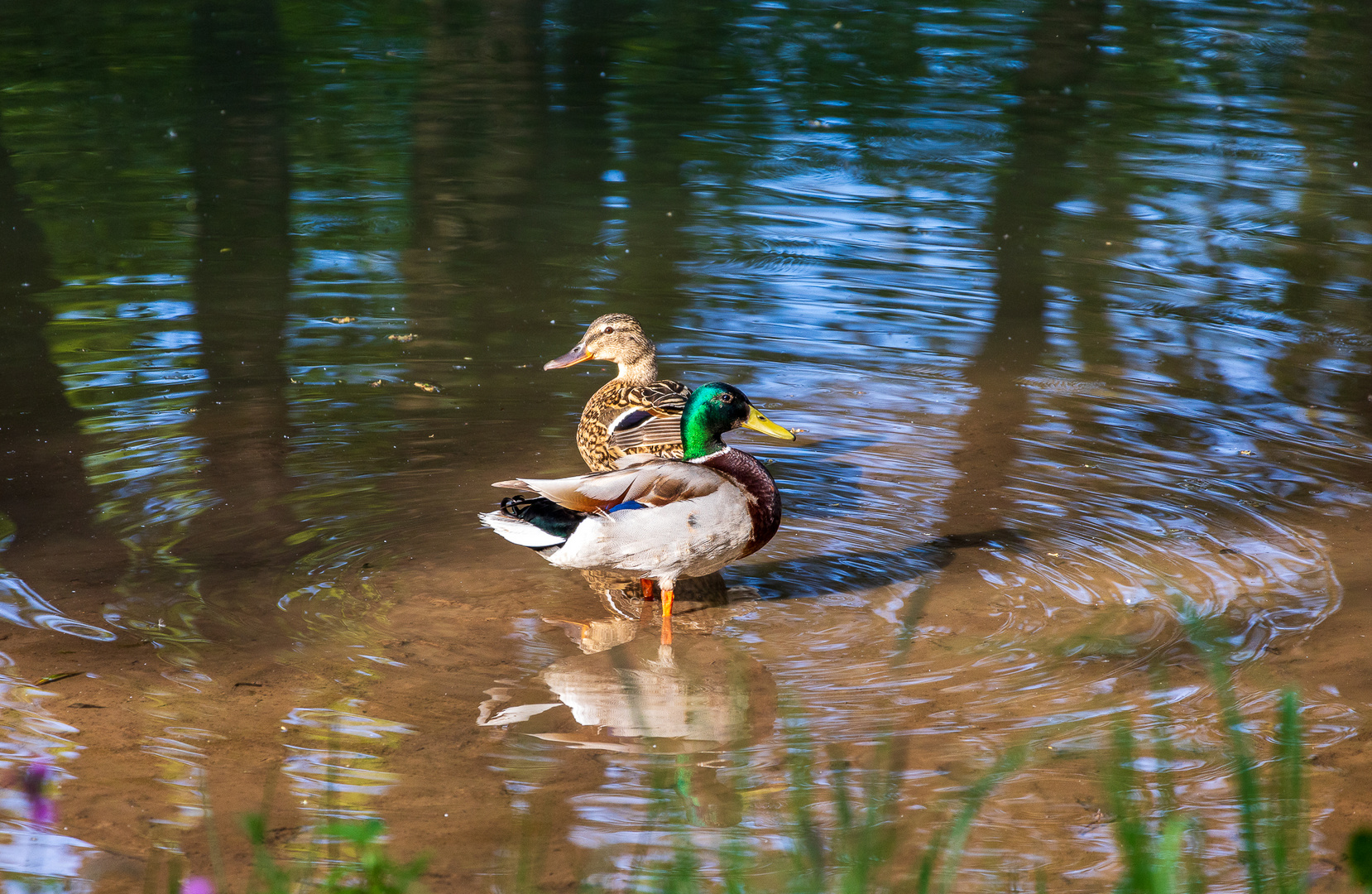 Wildvögel am Haunestausee 