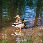 Wildvögel am Haunestausee 