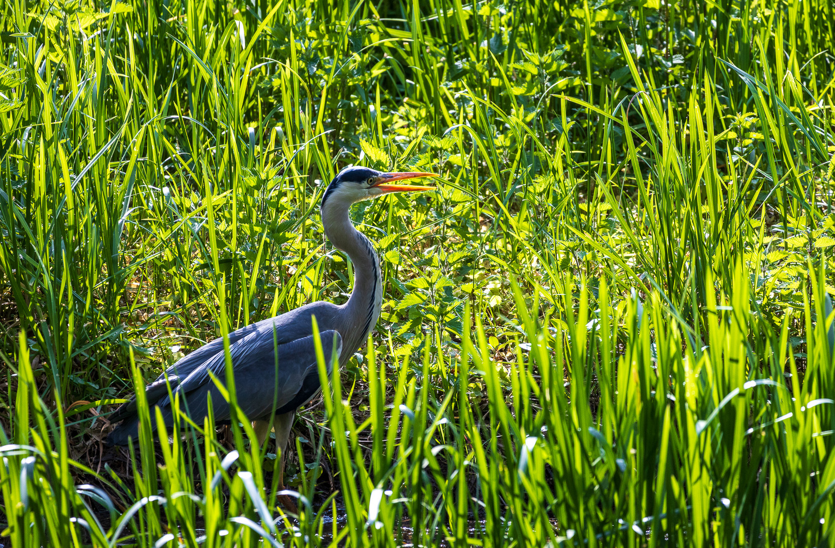 Wildvögel am Haunestausee 