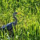 Wildvögel am Haunestausee 