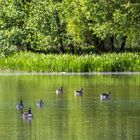 Wildvögel am Haunestausee 