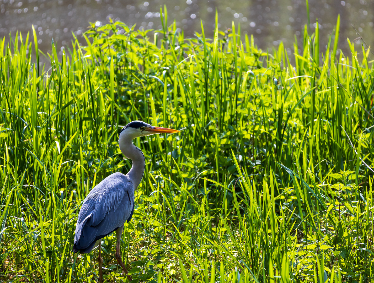 Wildvögel am Haunestausee 