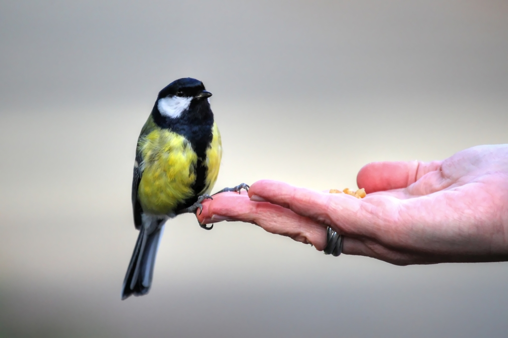 Wildvogel frisst aus der Hand