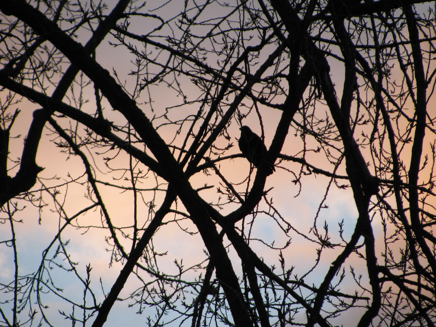 Wildvogel in der Abenddämmerung