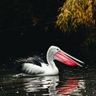 Wildvogelpark Walsrode