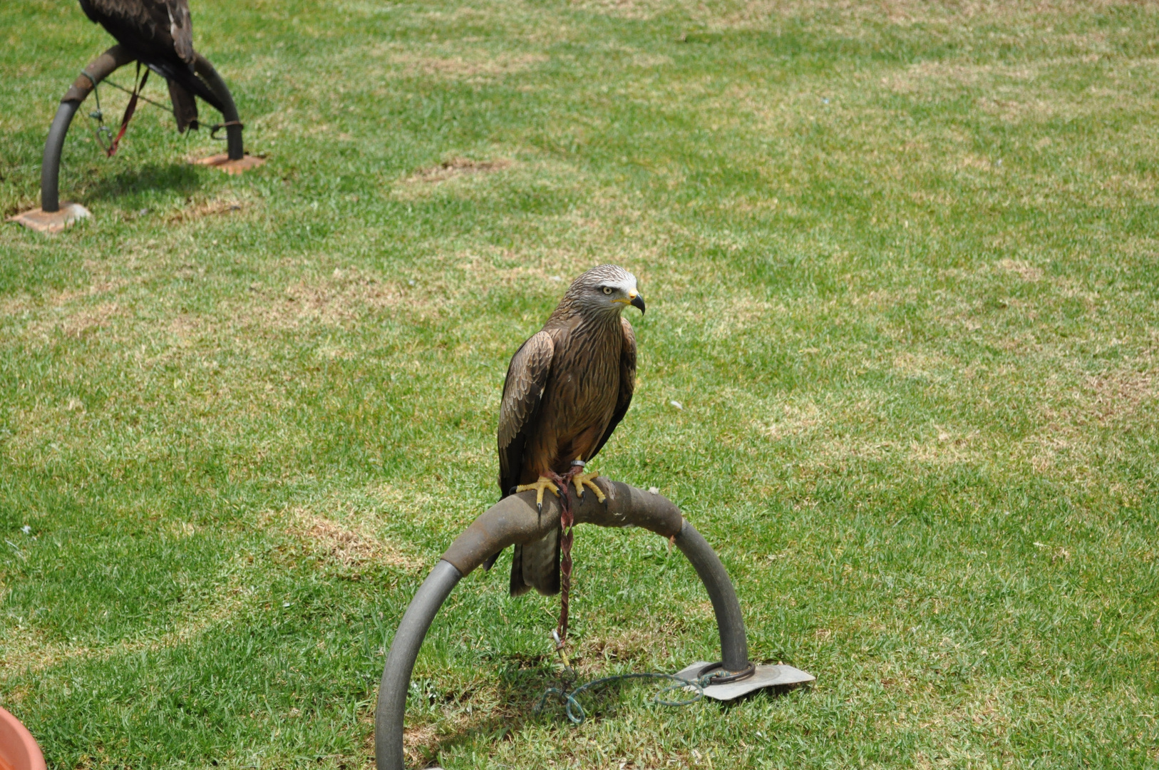 Wildvogelshow auf Lanzarote