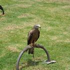 Wildvogelshow auf Lanzarote