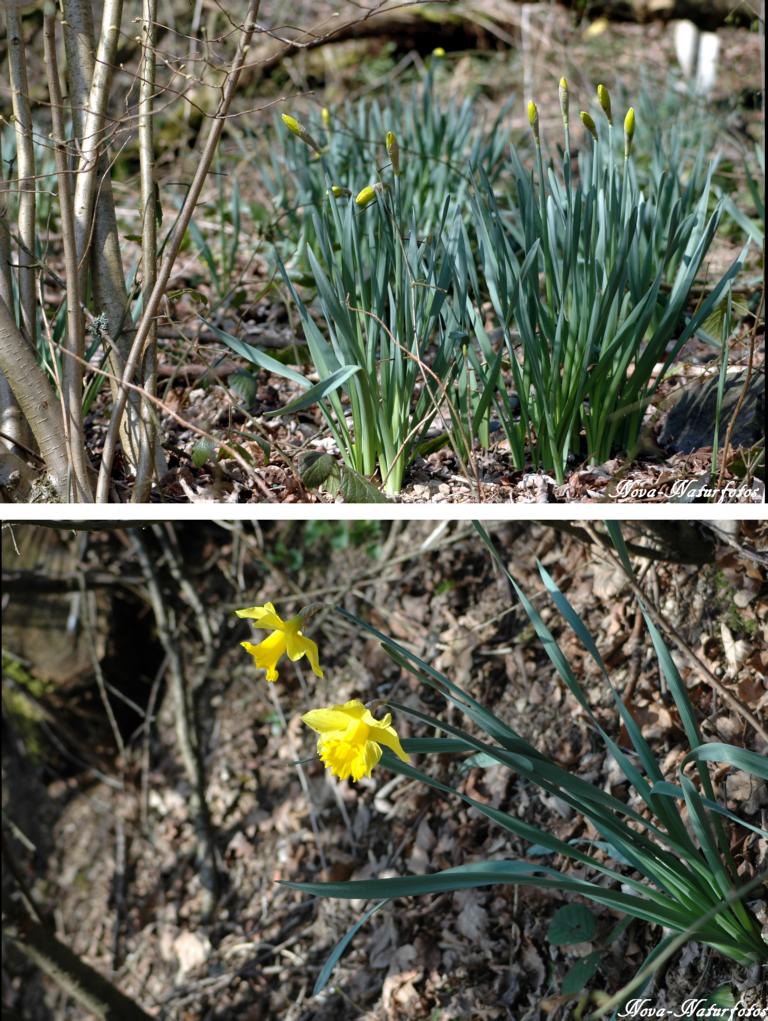 Wildwachsende gelbe Narzisse (Osterglocke) - giftig! 150409