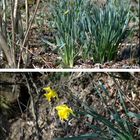 Wildwachsende gelbe Narzisse (Osterglocke) - giftig! 150409