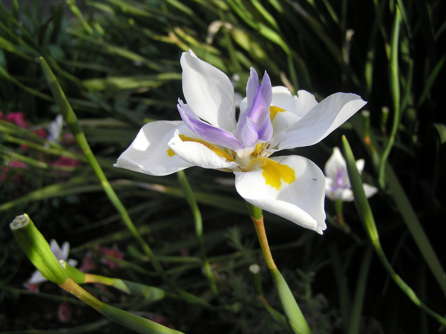 Wildwachsende Iris eiene stolze Bluete