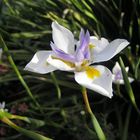 Wildwachsende Iris eiene stolze Bluete