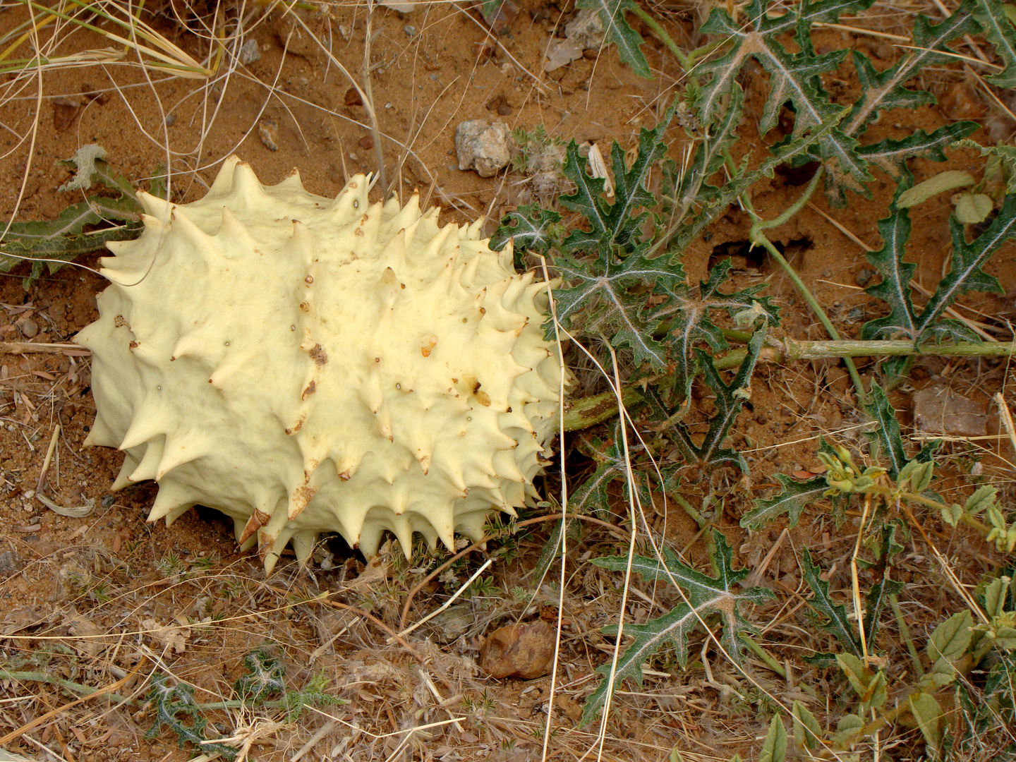 wildwachsende -Melonen-Kalahari-Gebiet.