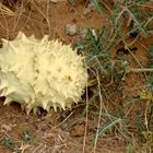 wildwachsende -Melonen-Kalahari-Gebiet.