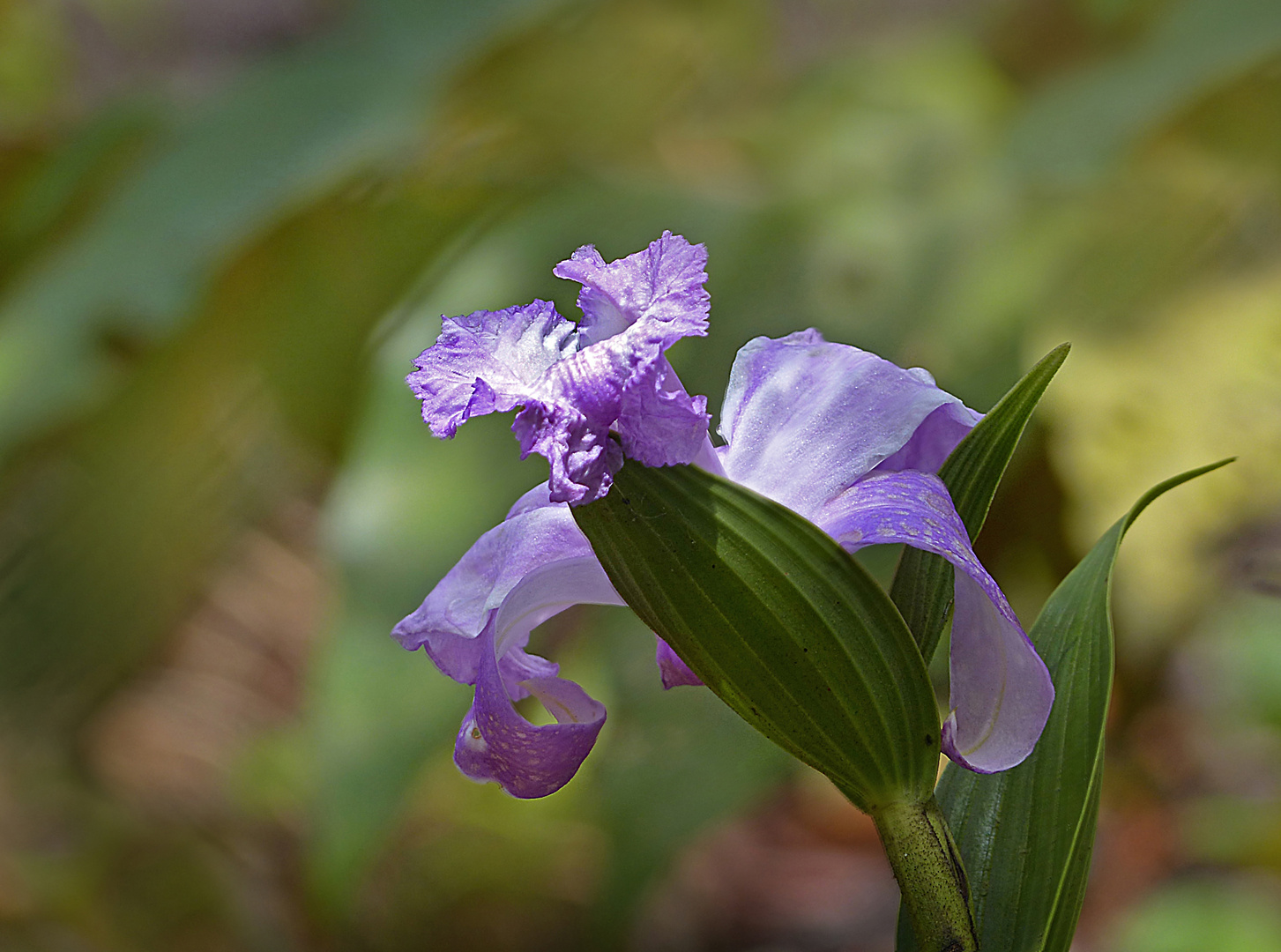 Wildwachsende Orchidee