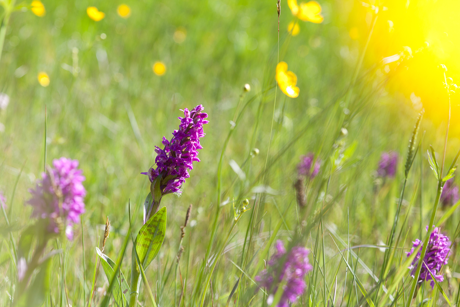 Wildwachsende Orchidee