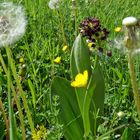 wildwachsende Orchideen