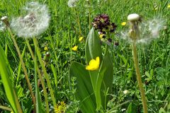 wildwachsende Orchideen