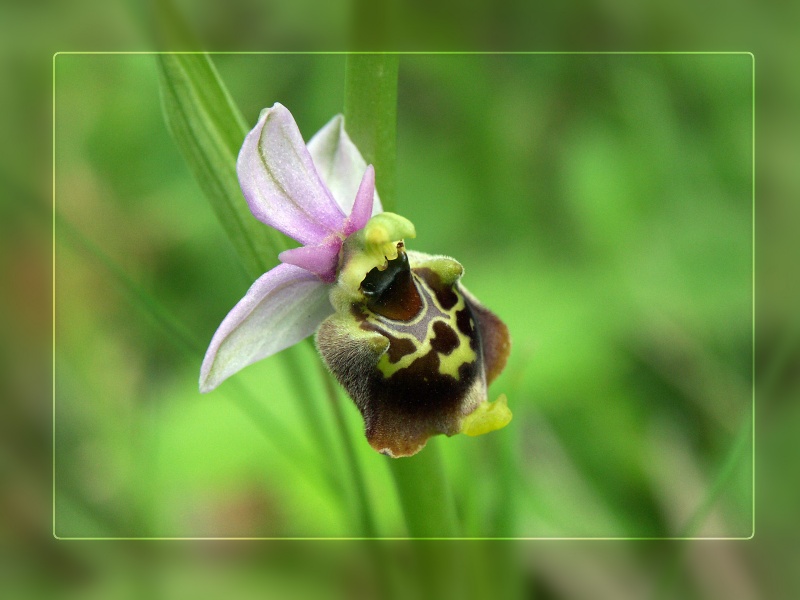 Wildwachsende_Orchidee_5633_1