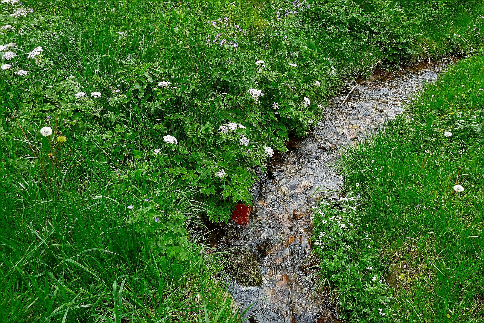 Wildwässerchen im Frühling