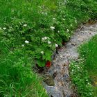 Wildwässerchen im Frühling