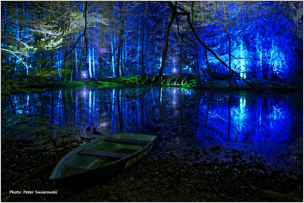 Wildwald bei Nacht