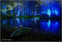 Wildwald bei Nacht