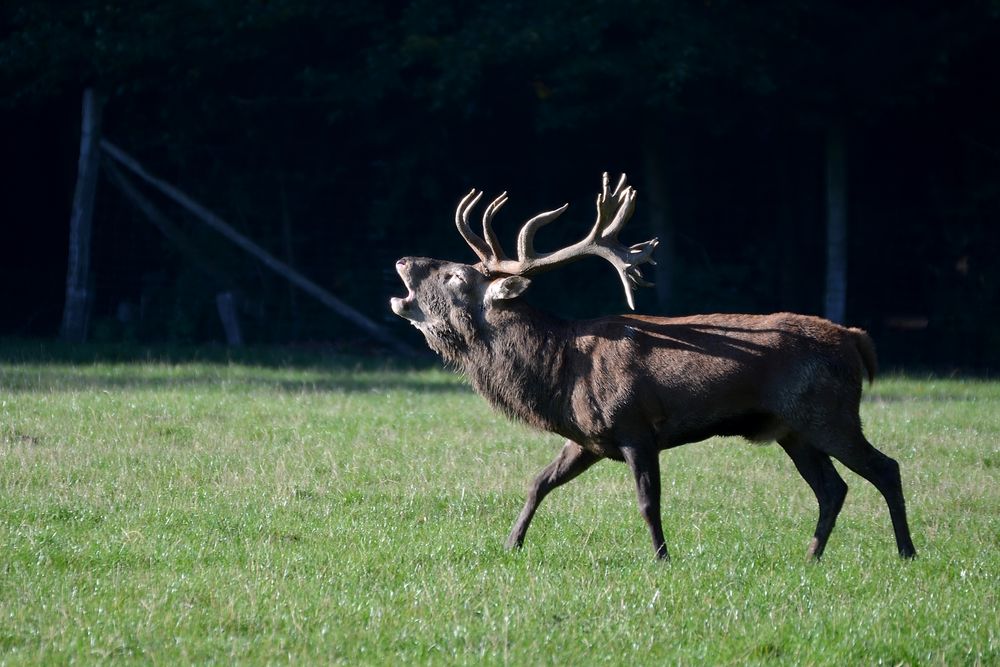 Wildwald Voßwinkel