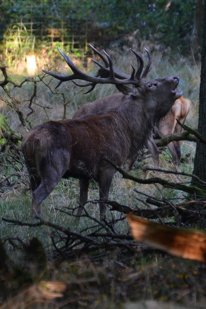 Wildwald Voßwinkel .